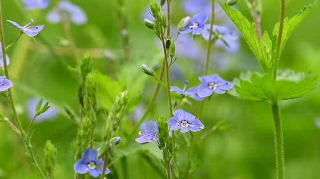 video of blue flowers veronica growing