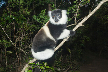 Black-and-White Ruffed Lemur (Varecia variegata), Endemic, Critically Endangered, IUCN 2008, Madagascar