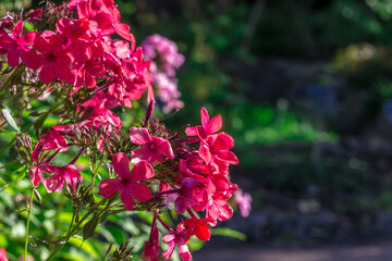 Fototapeta premium Phlox paniculata on a blurred background with highlights and bokeh. colorful macro photo of a flower. close-up.