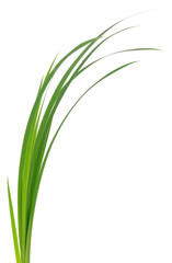 Young green rice plant isolated on white background closeup