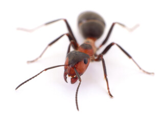Red wood ant isolated macro closeup top view on white background