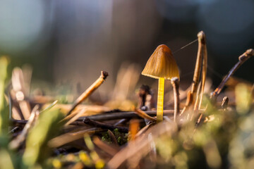 poisonous mushroom mycena. on a blurred background. colorful macro photography of mushrooms. wildlife. beauty of wildlife. close-up. free space. space for text. screensaver.