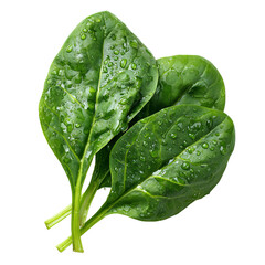 Fresh spinach leaves with water droplets (1)