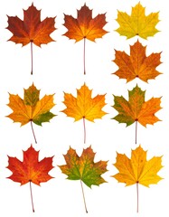 Nine autumn maple leaves in various shades of orange, red, and yellow, isolated on white