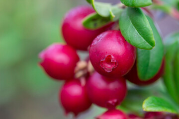 lingonberry. screensaver. colorful macro photography of wildlife. screensaver. space for text. close-up. bokeh.