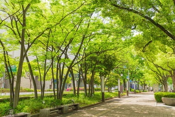 新緑の東遊園地　神戸市中央区にて