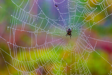 spider on a web. close-up.