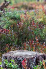 foggy forest. free space. background for inserting an object or subject. colorful natural photo.