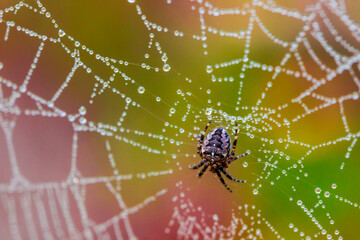 web with dewdrops. colorful macro photo of an insect in the wild. screensaver. space for text. bokeh