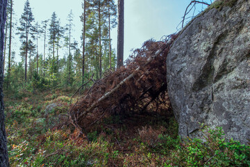 a house made of branches. a hut. a shelter