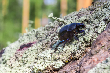 A dung beetle on a light background