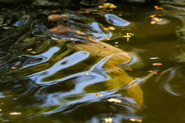 Two capybaras walking along the bottom of a pond in autumn