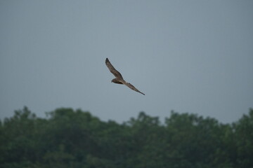 Black Kite Soaring Over Forest in Taipei City