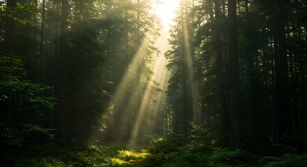 Naklejka premium Sunlight beams through forest