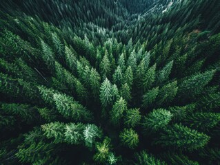 Overhead view of lush green pine forest, trees densely packed together forming a dense canopy, creating a serene, natural woodland scene