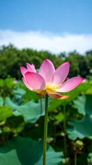 Obraz premium Pink lotus blossom, summer pond, green foliage, blue sky