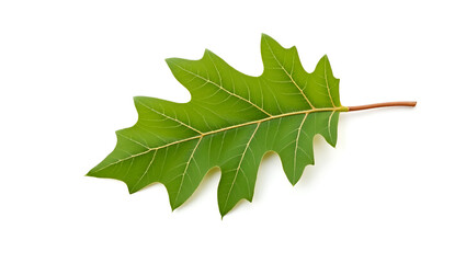 Fototapeta premium Ecology A single oak leaf with visible veins, isolated on a white background, ideal for plant biology visuals, tree identification, and ecosystem (1)