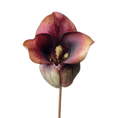 Pitcher Plant Flower png