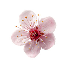 Plum Blossom png 
