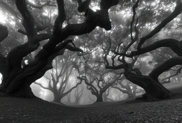 A monochrome landscape depicts gnarled trees with twisting branches enveloped in fog, creating a mysterious and ethereal atmosphere