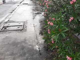 Puddles on the sidewalk on a rainy day