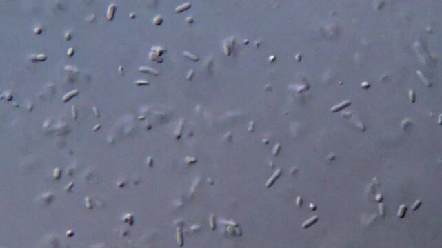 Microscopy of bacteria movement in liquid medium