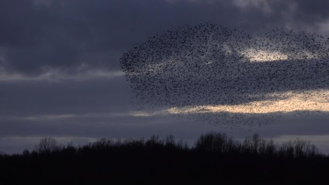 Birds flying in large flock in evening light making shapes in the sky as starling murmuration a wildlife nature spectacle flies in England UK 4K 