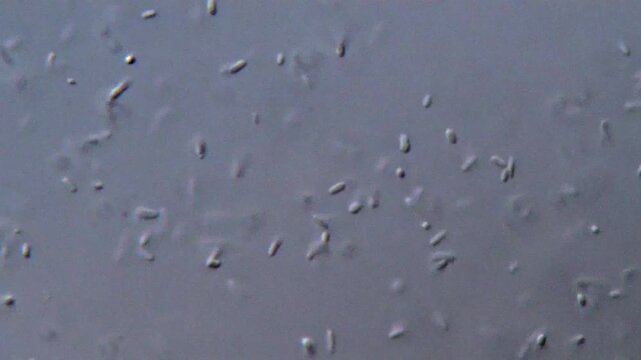 Bacteria under microscope in 4K close-up view