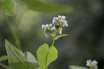 Buckwheat flowers and grains. Fagopyrum. Close-up, selective focus. Growing healthy food. White flowers and green leaves, natural blurred background
