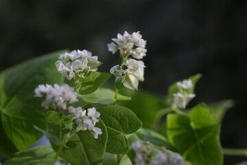 Fagopyrum. Buckwheat flowers. Closeup, selective focus. Growing own healthy food. White flowers and green leaves as natural blurred background