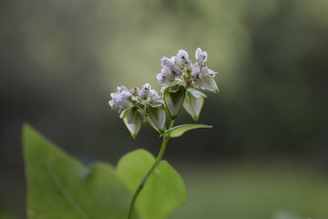 Fagopyrum. Buckwheat flowers and grains. Close-up, selective focus. Growing healthy food. White flowers and green leaves, natural blurred background