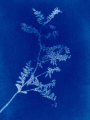Small flowers in blue print background. Cyanotype illustration