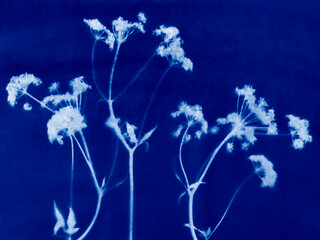 Small flowers in blue print background. Cyanotype illustration