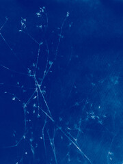 Small flowers in blue print background. Cyanotype illustration