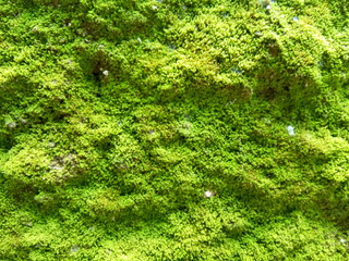 Background of moss growing on a pile of bricks. Close up of mossy brick wall texture background. 