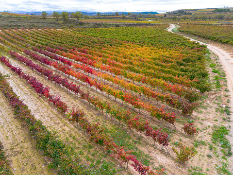 Aerial view of vineyards in La Rioja, Spain, with rows of colorful autumn foliage extending across the landscape, showing agricultural geometry and seasonal textures