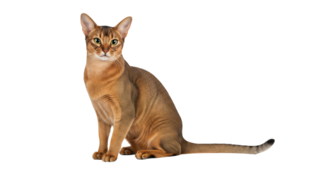 Abyssinian with white background