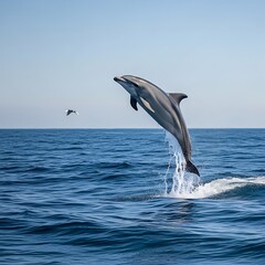 Fototapeta premium A graceful dolphin leaps majestically out of the clear blue ocean waters, showcasing its powerful form against a serene, light-blue sky.