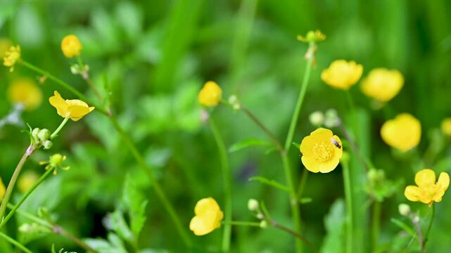 wild buttercups growing in a meadow