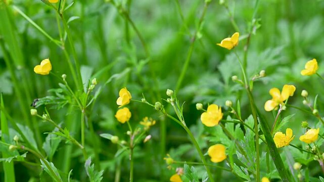 wild buttercups growing in a meadow