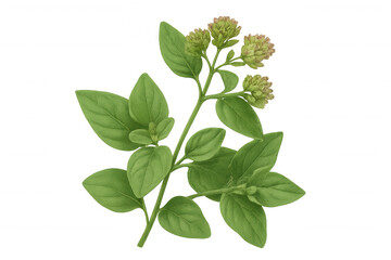 Aromatic oregano sprig displaying lush green leaves and tender flower buds against transparent backdrop, botanical illustration style