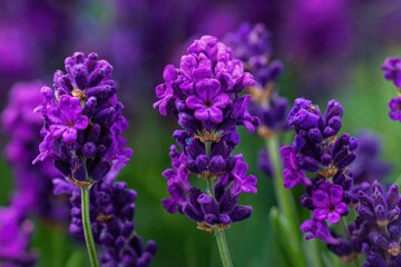 Obraz premium Close-up view of vibrant purple lavender blossoms, showcasing detailed flower clusters against a blurred backdrop of greenery.