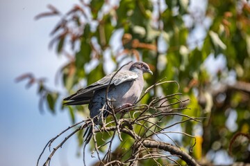 The white-winged dove (Patagioenas picazuro) is a colombid bird endemic to South America, found in Brazil, from the northeast to the south, in Paraguay, Uruguay, Bolivia and Argentina.