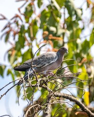 The white-winged dove (Patagioenas picazuro) is a colombid bird endemic to South America, found in Brazil, from the northeast to the south, in Paraguay, Uruguay, Bolivia and Argentina.