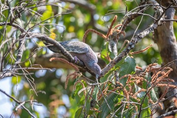 The white-winged dove (Patagioenas picazuro) is a colombid bird endemic to South America, found in Brazil, from the northeast to the south, in Paraguay, Uruguay, Bolivia and Argentina.
