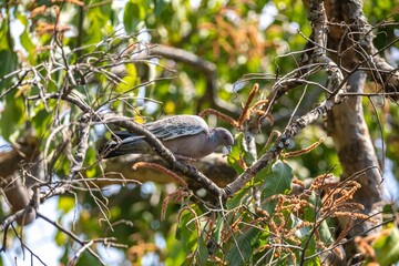 The white-winged dove (Patagioenas picazuro) is a colombid bird endemic to South America, found in Brazil, from the northeast to the south, in Paraguay, Uruguay, Bolivia and Argentina.