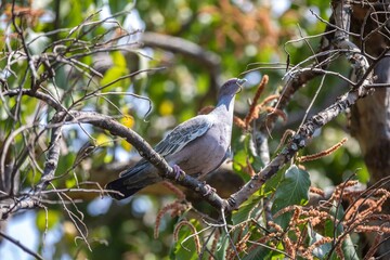 The white-winged dove (Patagioenas picazuro) is a colombid bird endemic to South America, found in Brazil, from the northeast to the south, in Paraguay, Uruguay, Bolivia and Argentina.