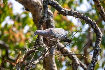 The white-winged dove (Patagioenas picazuro) is a colombid bird endemic to South America, found in Brazil, from the northeast to the south, in Paraguay, Uruguay, Bolivia and Argentina.