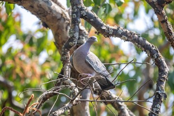 The white-winged dove (Patagioenas picazuro) is a colombid bird endemic to South America, found in Brazil, from the northeast to the south, in Paraguay, Uruguay, Bolivia and Argentina.
