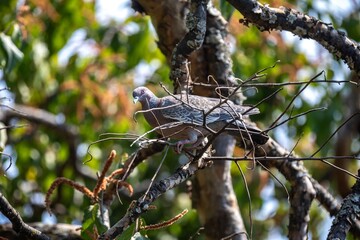 The white-winged dove (Patagioenas picazuro) is a colombid bird endemic to South America, found in Brazil, from the northeast to the south, in Paraguay, Uruguay, Bolivia and Argentina.